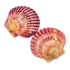 Scallop