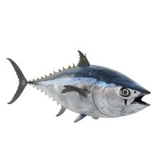 Bonito
