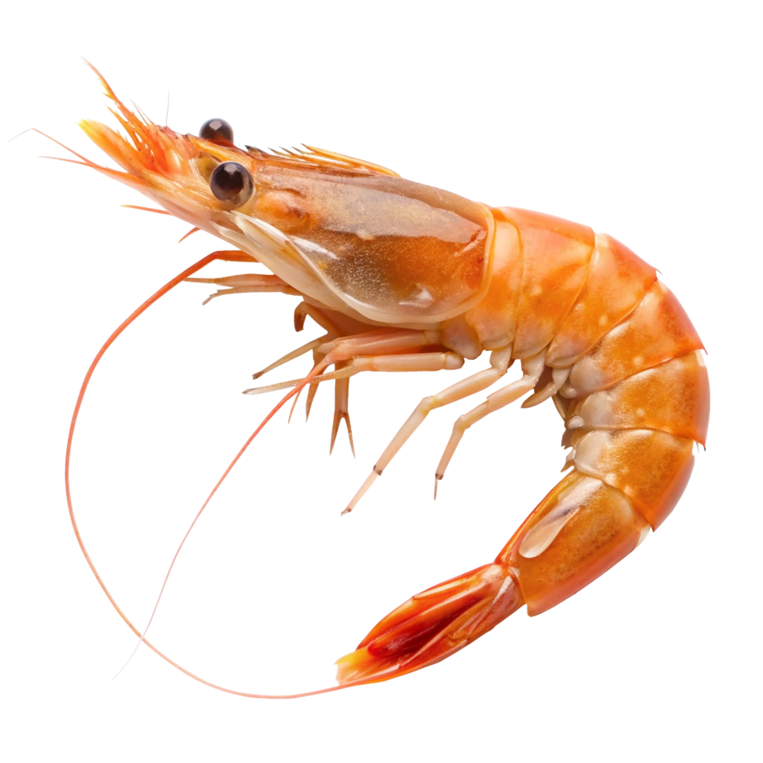 Shrimp